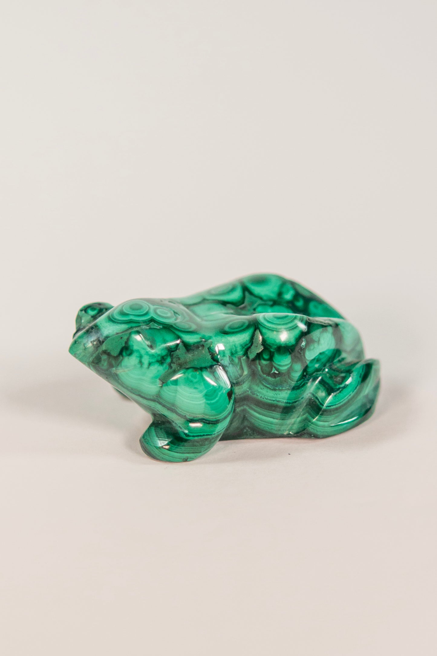 Malachite Frog Craving