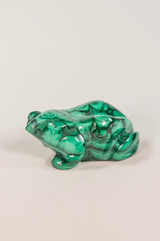 Malachite Frog Craving
