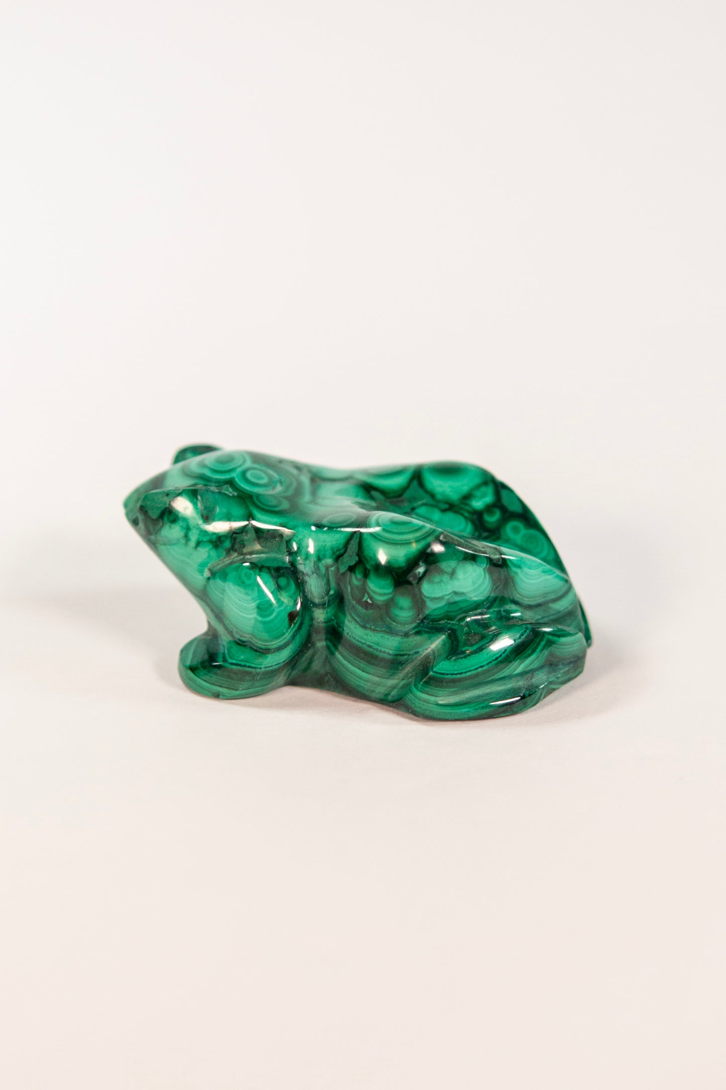 Malachite Frog Craving