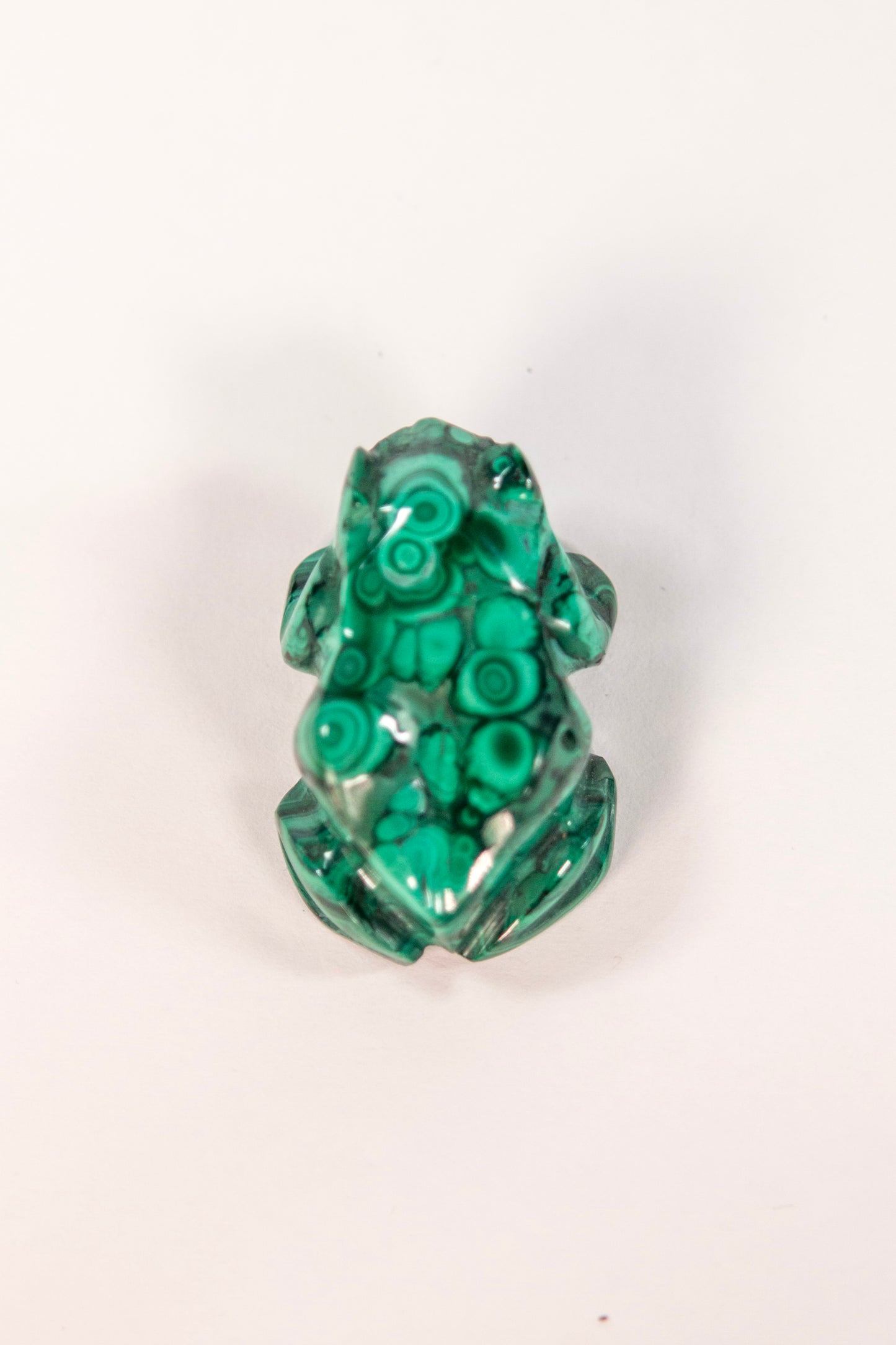 Malachite Frog Craving