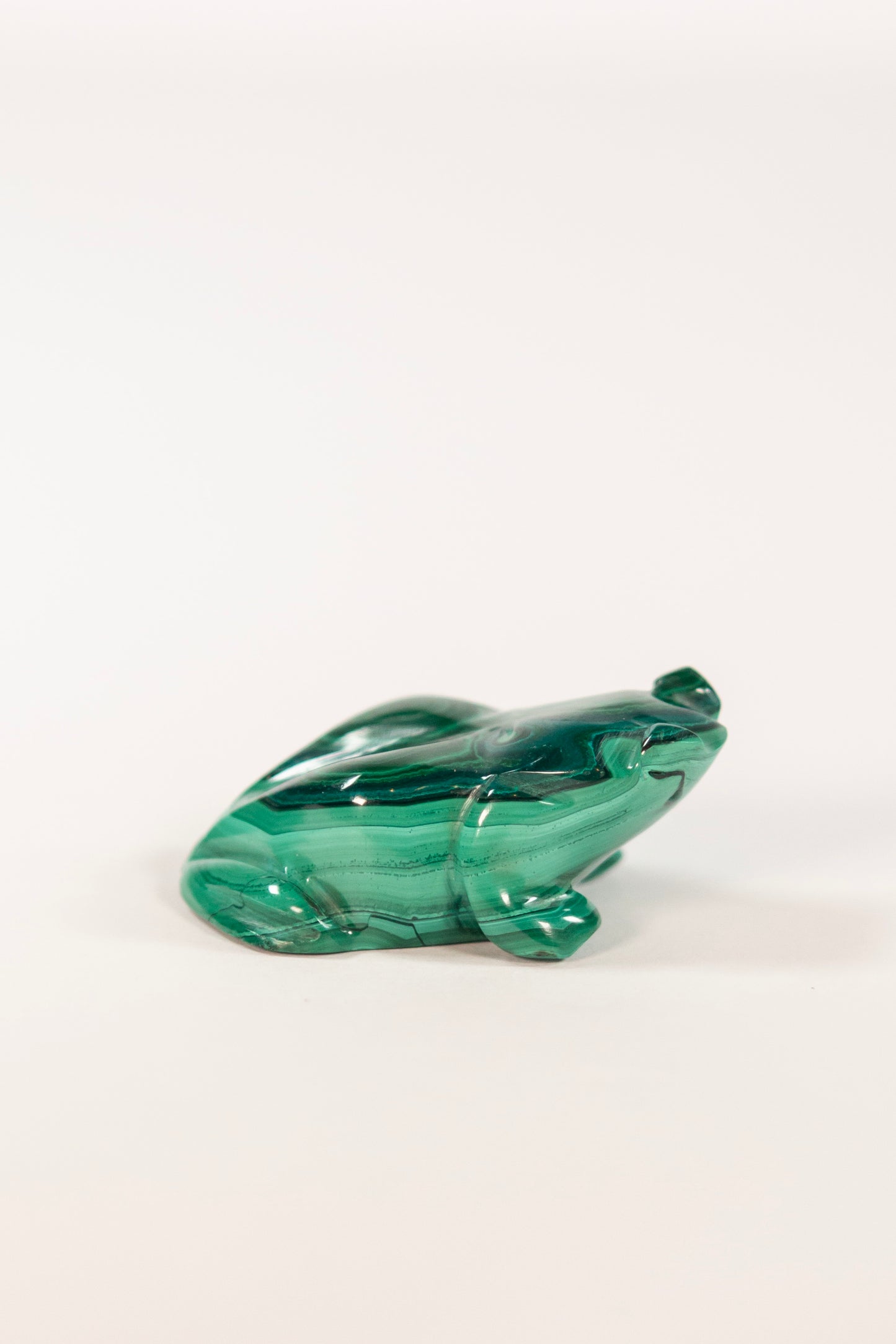 Malachite Frog Craving