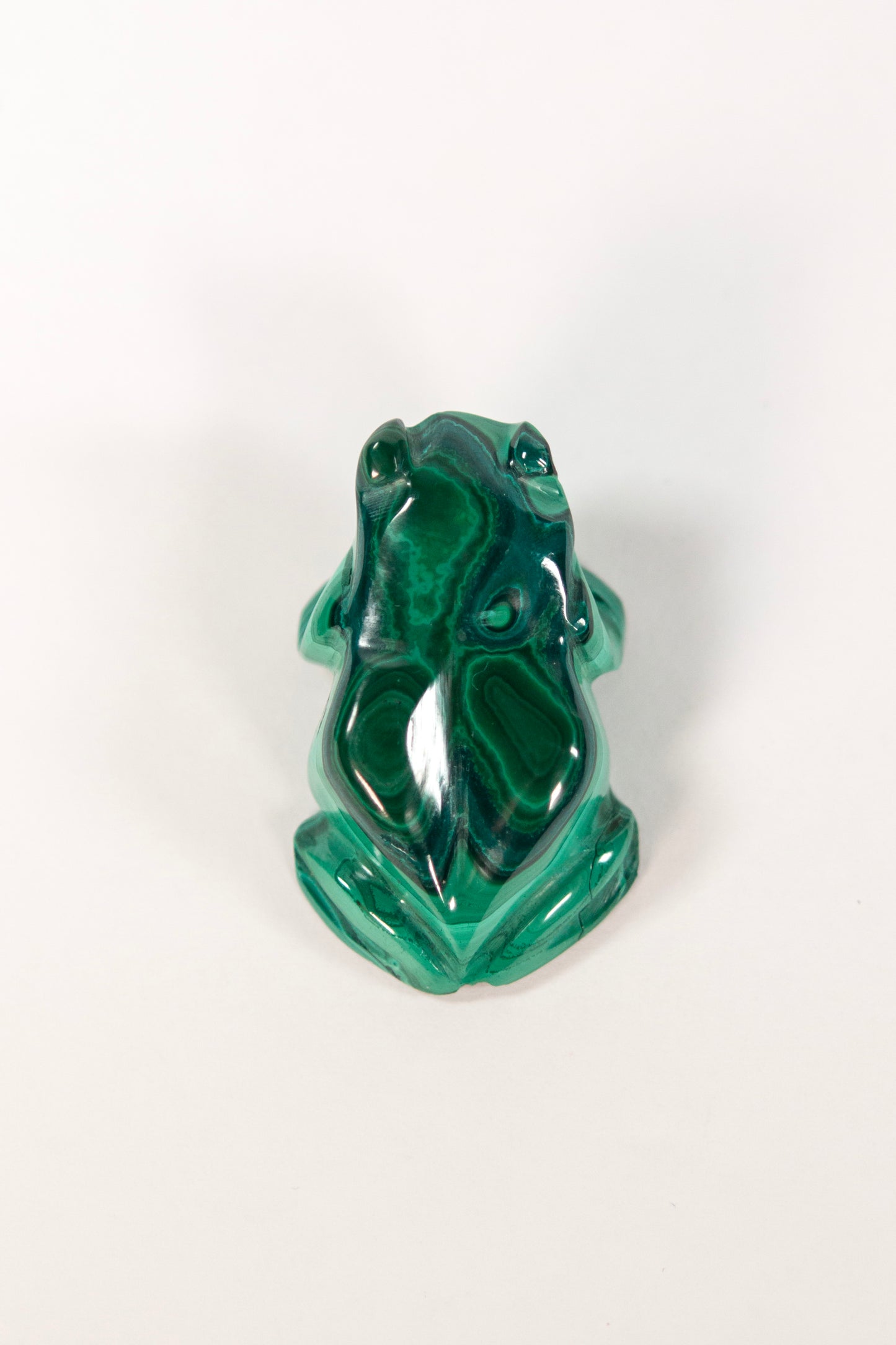 Malachite Frog Craving