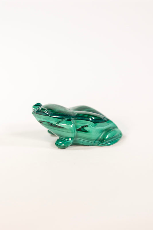 Malachite Frog Craving